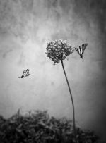 Butterflies - Marc Henri Martin